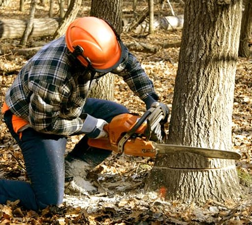 Tree Removal in Hamburg, NY